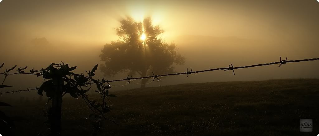 Sun_Tree_Barbed_Wire_WMAS.jpg