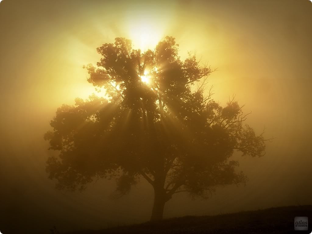 Sun_tree_WMAS.jpg