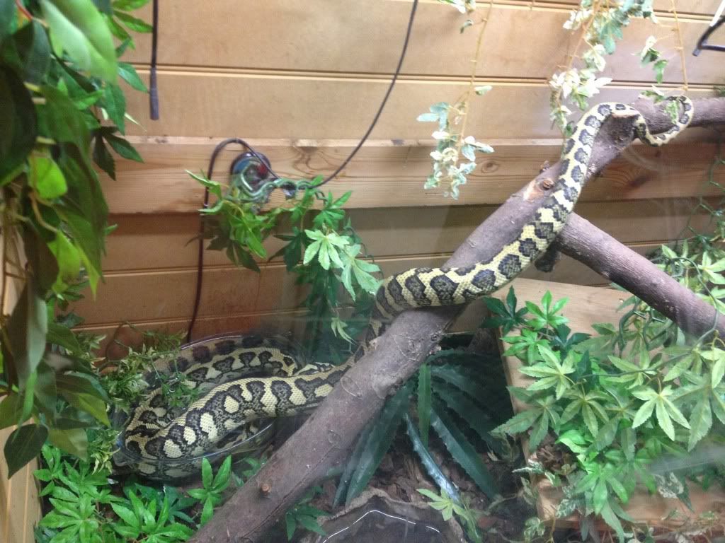 How big do carpet pythons get Reptile Forums