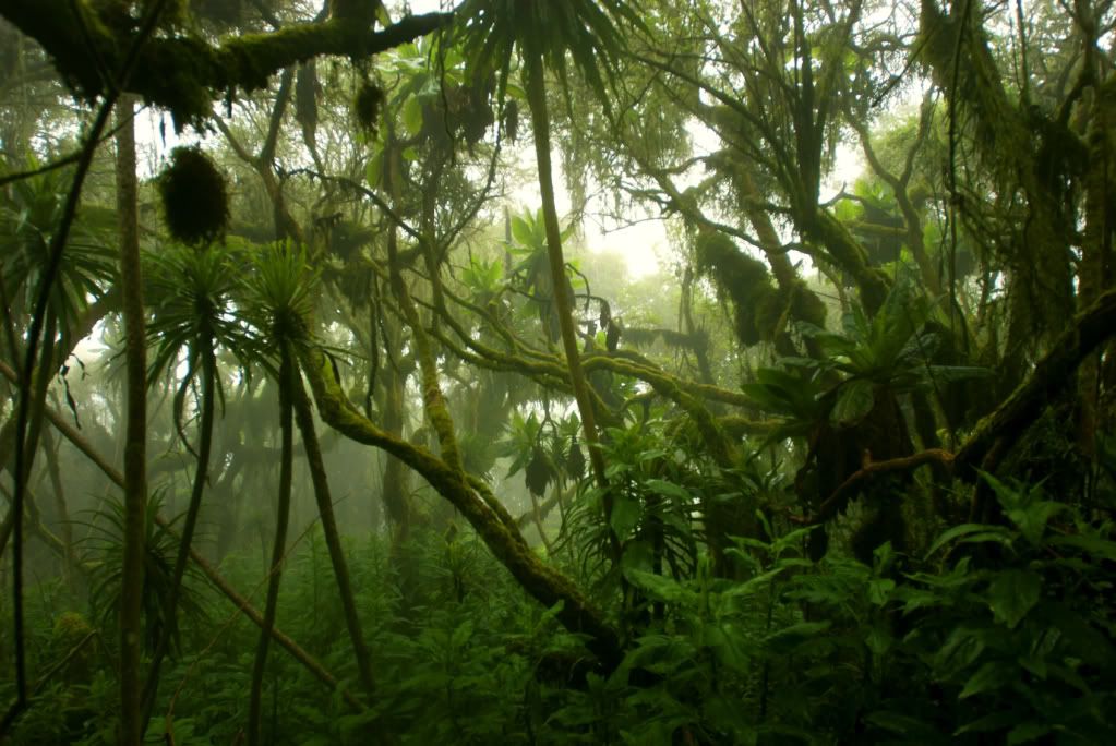 Jungle Congo