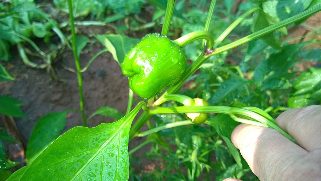 WP_20150410_020_zpsbz3sp0eg.jpg