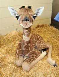 babygiraffe.jpg