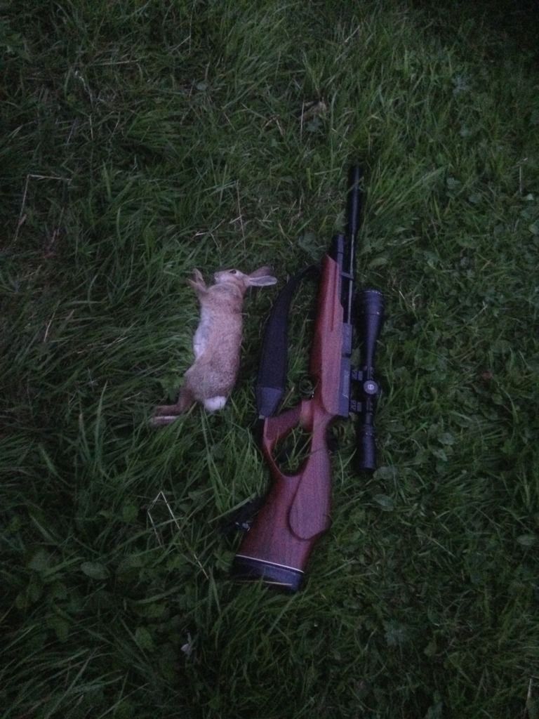 KT%201st%20Rabbit_zpsqfvlvolg.jpg