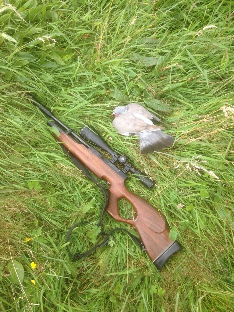 KT%20Pigeon_zpsoqesxdaw.jpg
