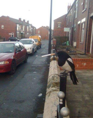 smoking%20magpie_zpssbv2vqdd.png