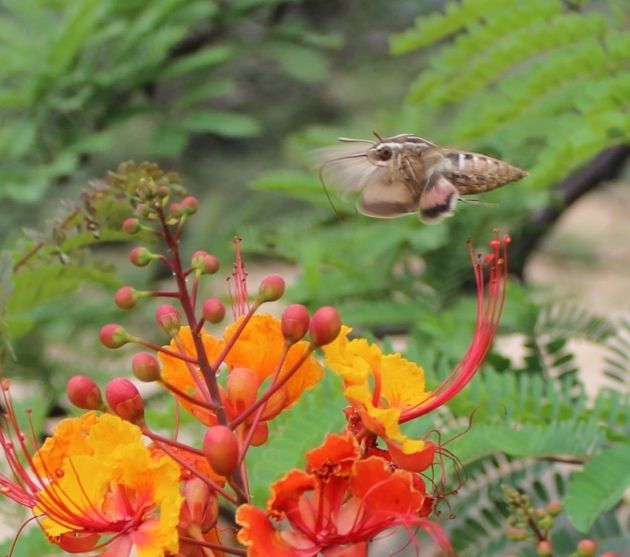 White lined sphinx moth