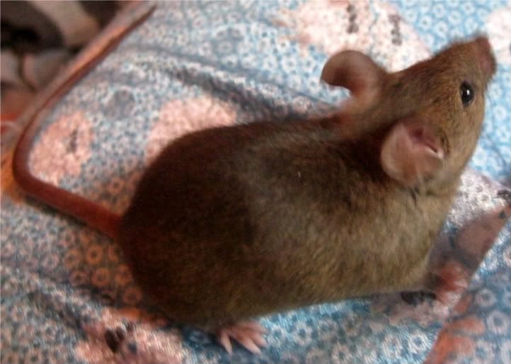 Fancy Mice Breeders • View topic pregnant mice