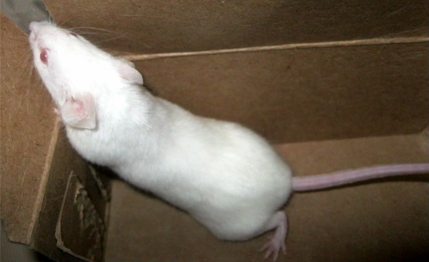 Fancy Mice Breeders • View topic pregnant mice