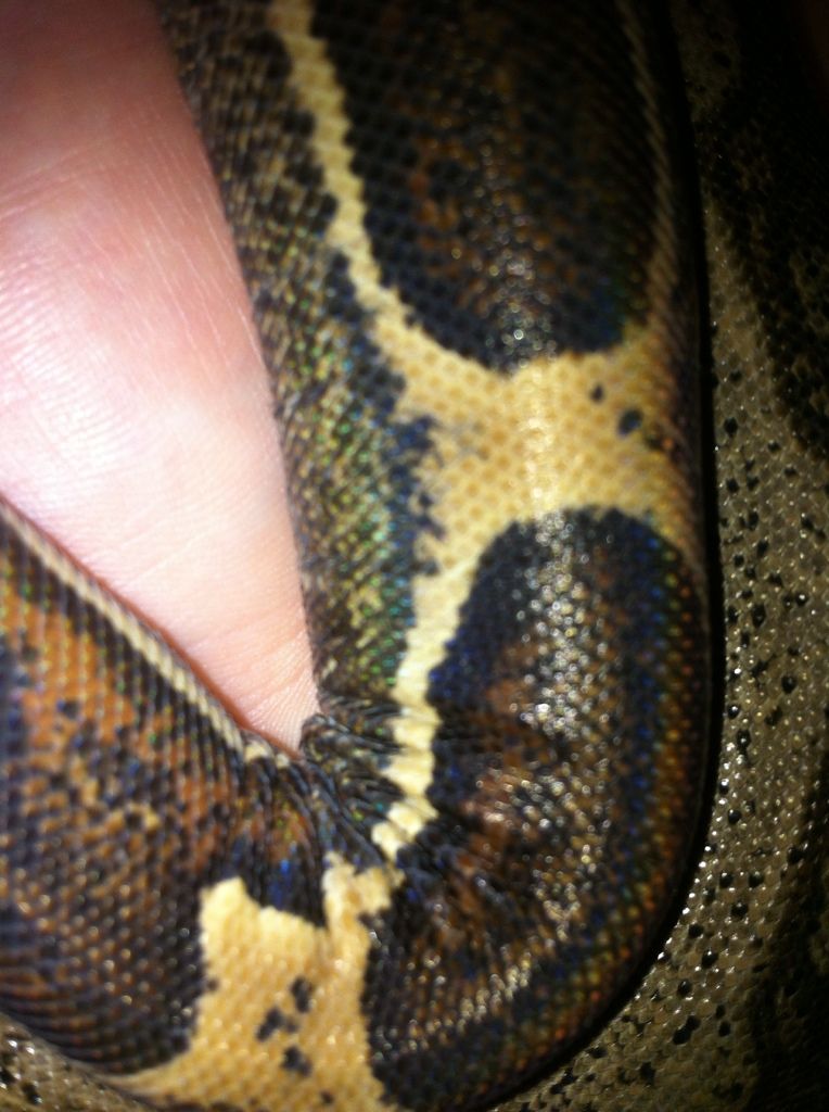 Worried about my boa constrictor Reptile Forums