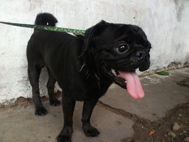 tphcm bán cặp chó pug đen đực 12 tháng cái 10 tháng giá 4 triệu một con - 6