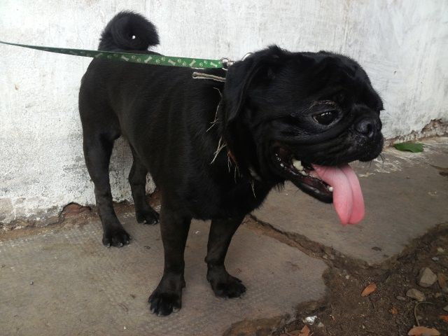 tphcm bán cặp chó pug đen đực 12 tháng cái 10 tháng giá 4 triệu một con - 4