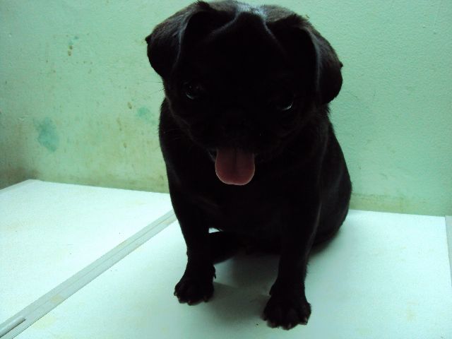 tphcm bán cặp chó pug đen đực 12 tháng cái 10 tháng giá 4 triệu một con - 3