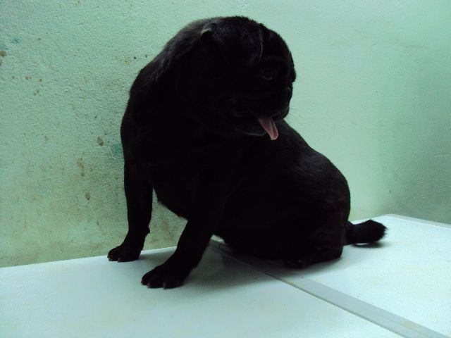tphcm bán cặp chó pug đen đực 12 tháng cái 10 tháng giá 4 triệu một con