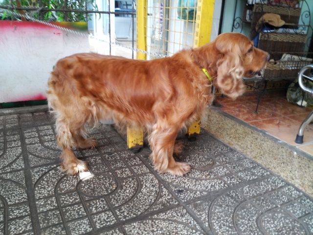 tphcm bán chó cocker đực 12 tháng phối giống tốt giá 3,8 triệu - 1