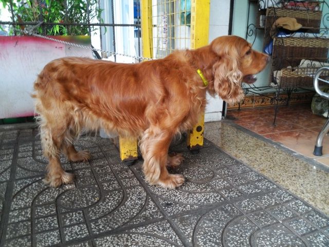 tphcm bán chó cocker đực 12 tháng phối giống tốt giá 3,8 triệu - 2