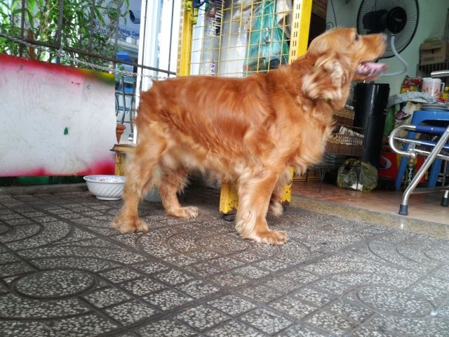 tphcm bán chó cocker đực 12 tháng phối giống tốt giá 3,8 triệu - 4