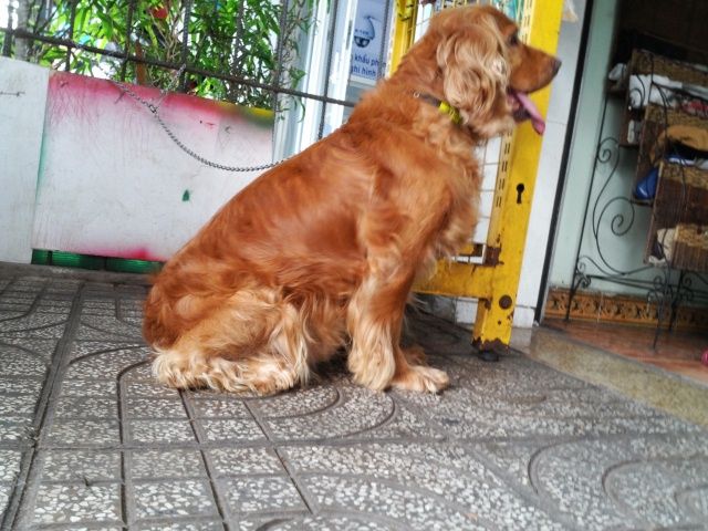 tphcm bán chó cocker đực 12 tháng phối giống tốt giá 3,8 triệu - 6