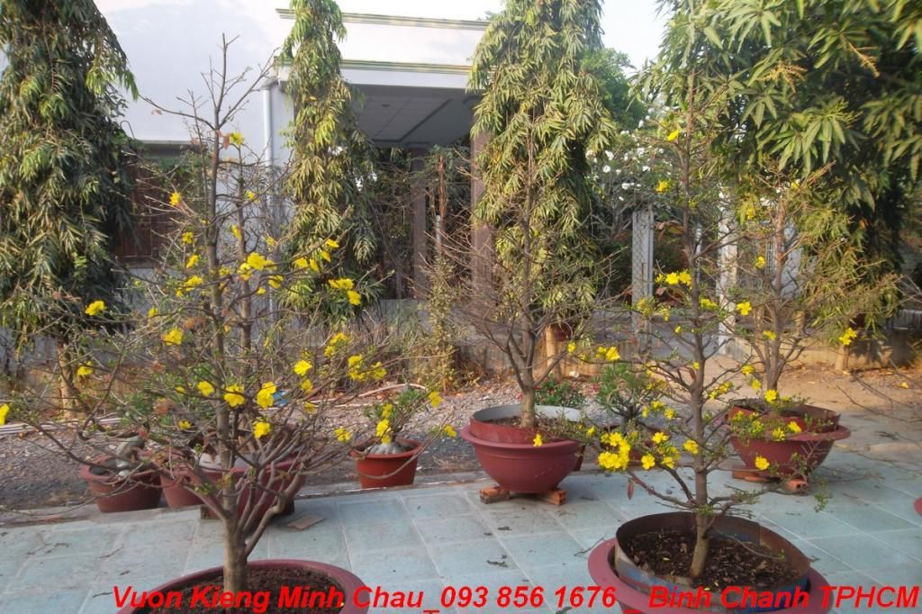 Vườn Kiểng Minh Châu - Chuyên cung cấp Mai têt, giá cực tốt - 4