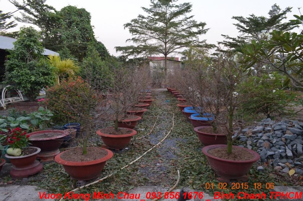 Vườn Kiểng Minh Châu - Chuyên cung cấp Mai têt, giá cực tốt - 13