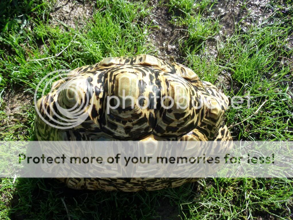 Adult Leopard Tortoises | Tortoise Forum